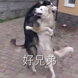 冒险岛新复古活动攻略,冒险岛新复古攻略