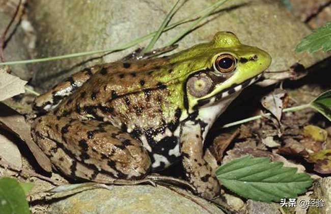 青蛙的饲养技术是什么,青蛙的养殖技术视频直播