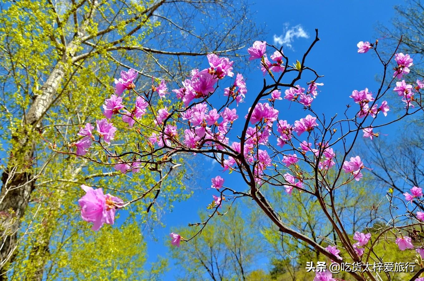 北京春季长城风光一日游,北京春游的地方推荐攻略
