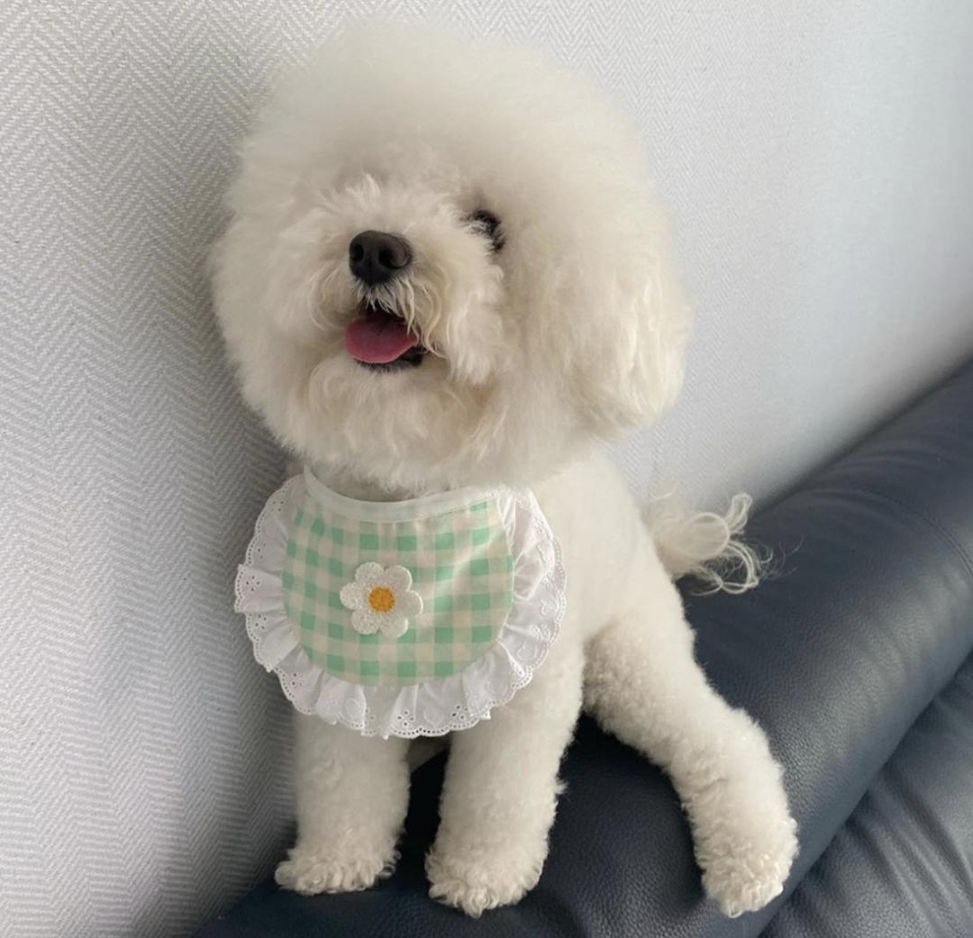 萌犬犬种,惹人喜爱的萌犬