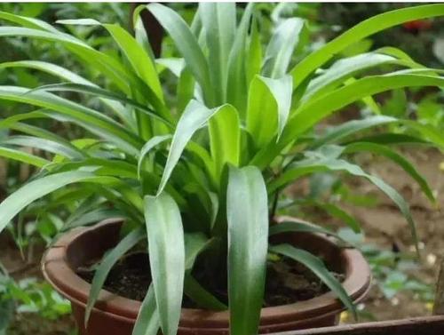 啤酒可以当养花营养液,啤酒对养花有什么好处