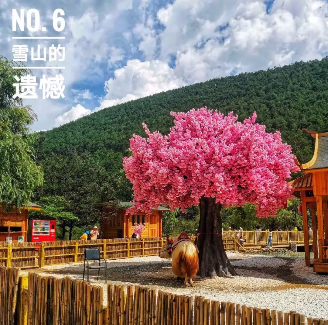 背上小猪去旅行（第一季）自驾穿越中国｜雪山的遗憾