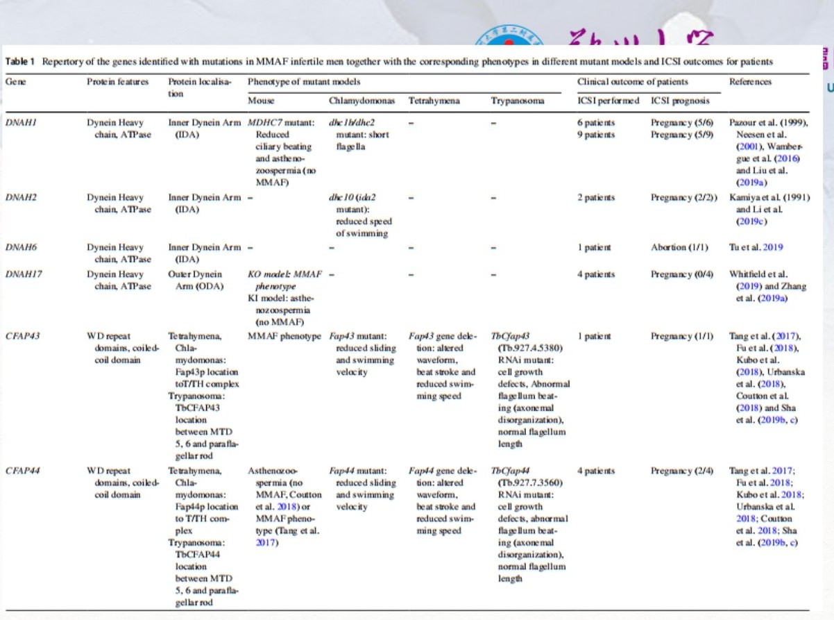 严重弱精症原因,重度少精弱精症可能的原因