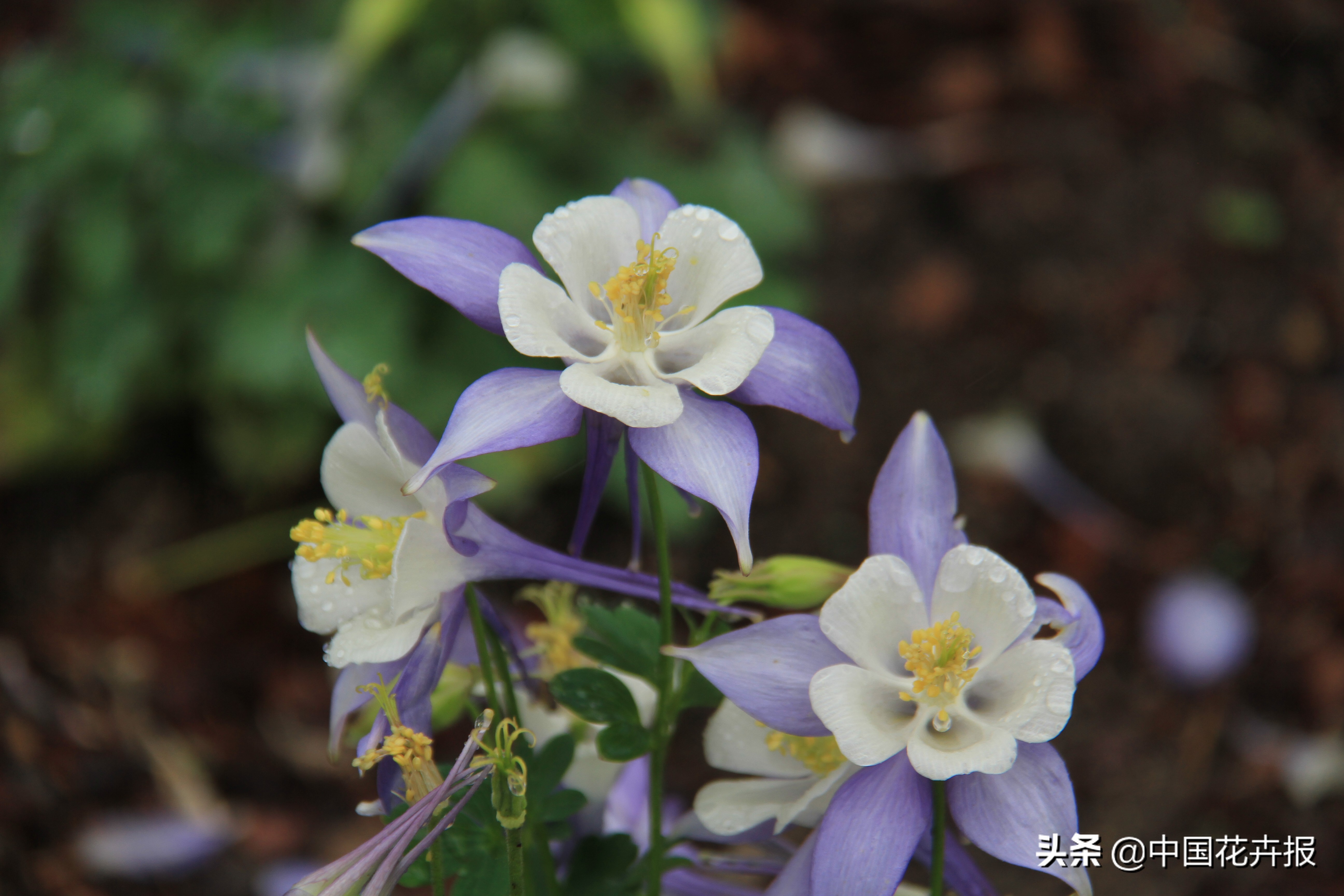 花园必备植物大全,花园常用植物科普
