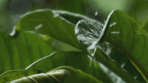 养肝安神降脂茶,养肝安神茶