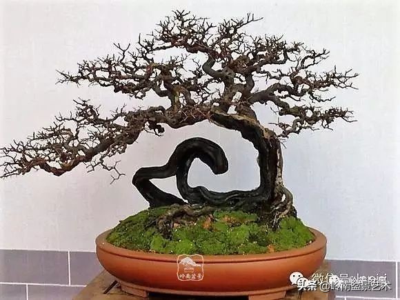 雀梅盆景下山桩如何栽,雀梅提根盆景老桩欣赏