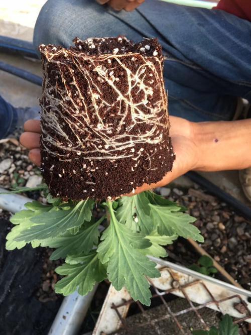 养花技巧大全盆栽,养花浇水方法图解大全