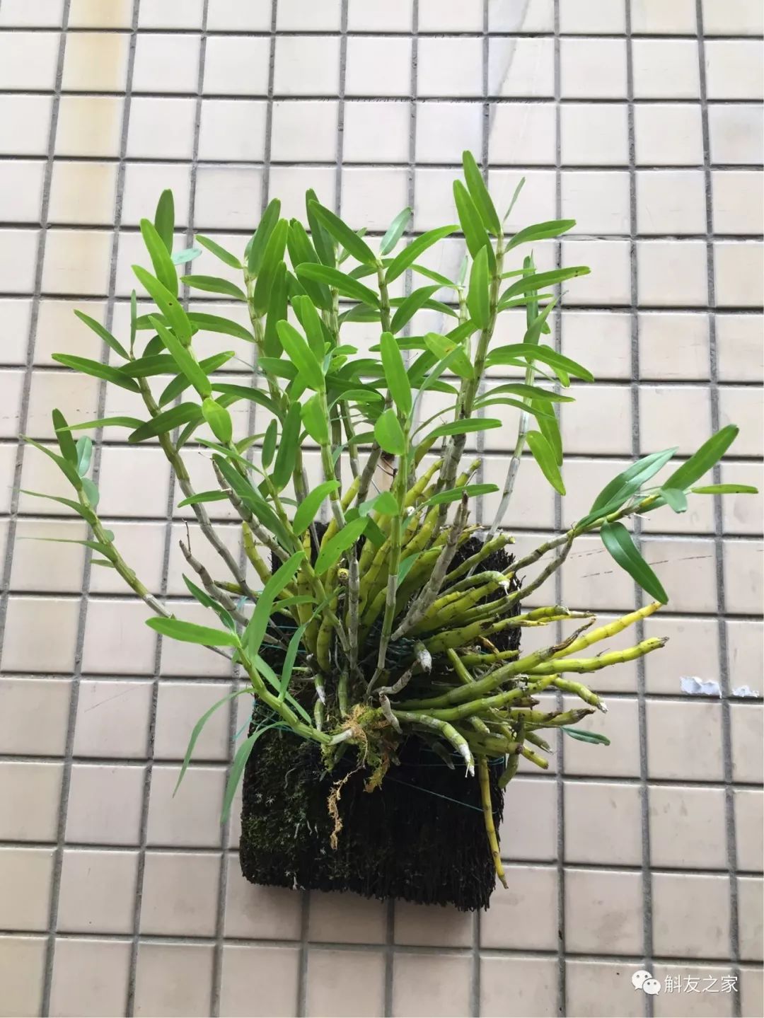 石斛兰对水质的要求你了解多少？