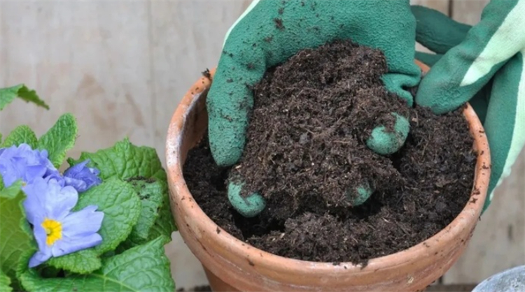花盆小白虫子怎么消灭,花盆里的小虫子怎么消灭最彻底