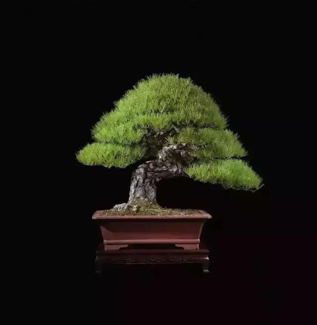 世界上最高贵最漂亮的花,世界上最名贵的花