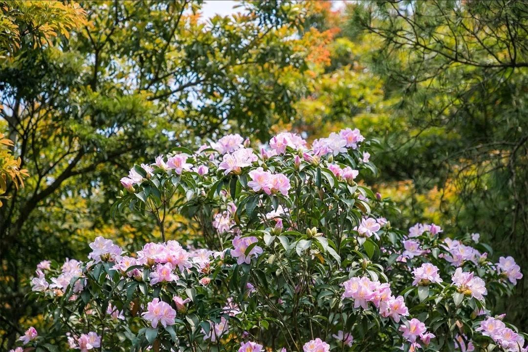 放假在深圳能去哪里玩,放假了可以去深圳的哪些地方玩