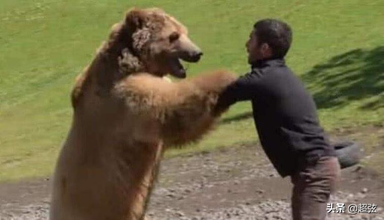 人类如果碰到了熊该如何自保,如果被熊袭击该怎么办