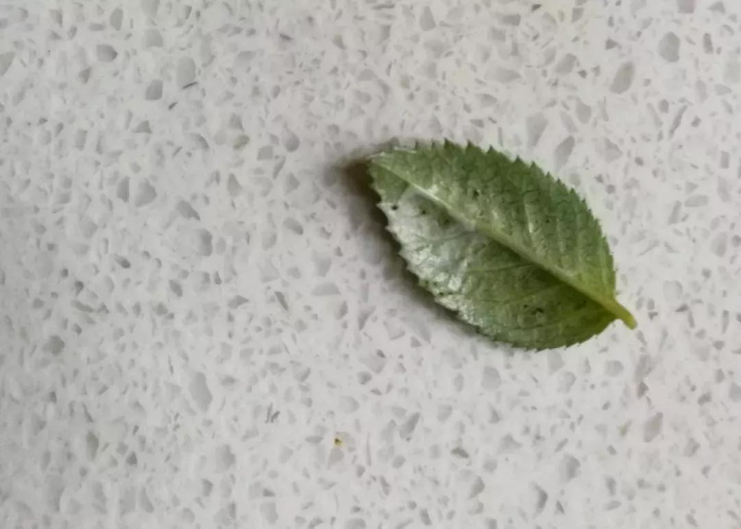 月季杀虫最有效液,什么植物可以帮月季杀虫