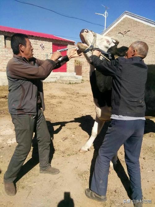 怎样预防牛胀气呢,牛胀气的防治