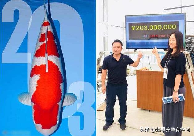 一万元锦鲤水中宝石,价值两千万的黄金龙凤锦鲤