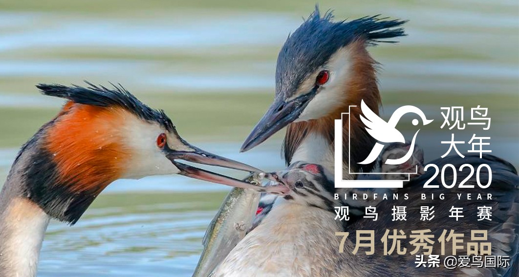 2020观鸟,观鸟大年影片