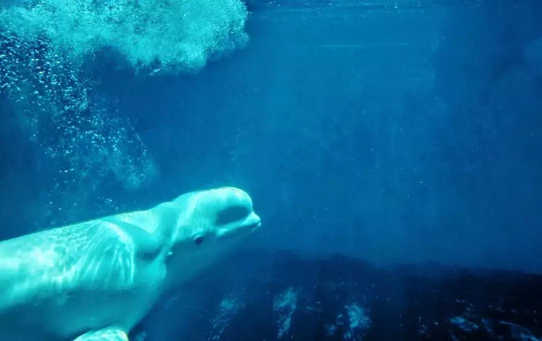 这个夏日25°C的宝藏城市美炸了！海岛、万国建筑、叮叮车..想去