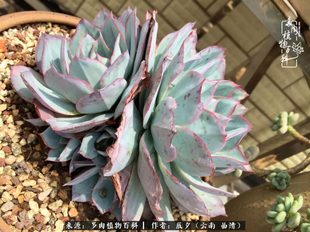 缂辩换鏃栨棊钁宠暏鐢熼,缂辩换鏃栨棊钁宠暏鐢熼鍑哄