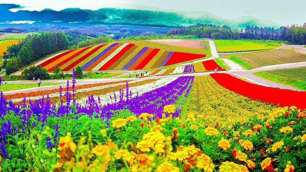 探析日本农业：从8个方面的比较分析，看中日农业差异（上篇）