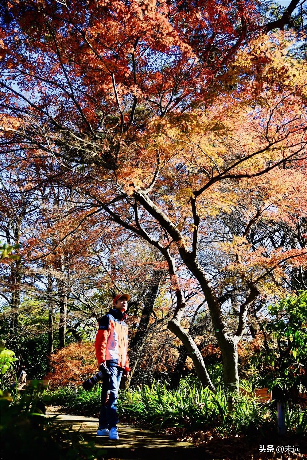 在日本坐新干线怎么坐划算,东京站到镰仓一日游最佳攻略