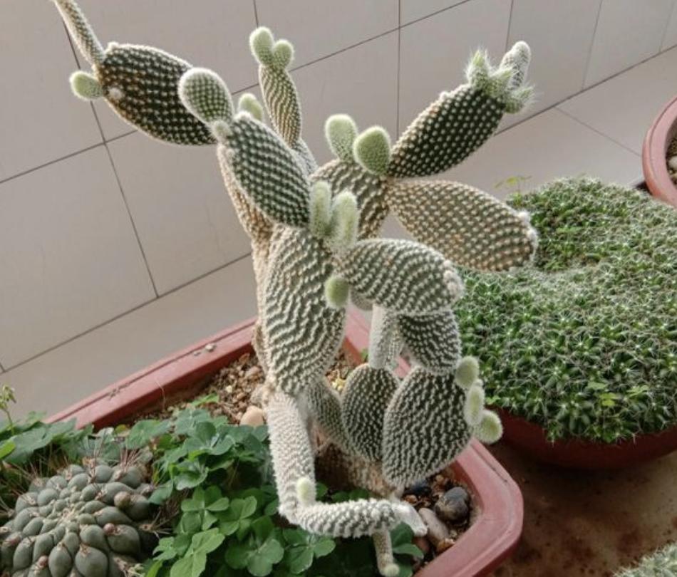 家里万万别傻傻养这3种花,家里养4种花高贵优雅一养就上瘾