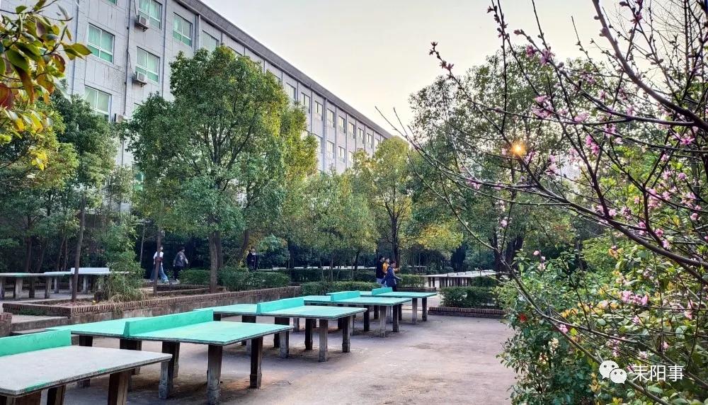 迎接校园里的百花齐放,教室窗外百花齐放