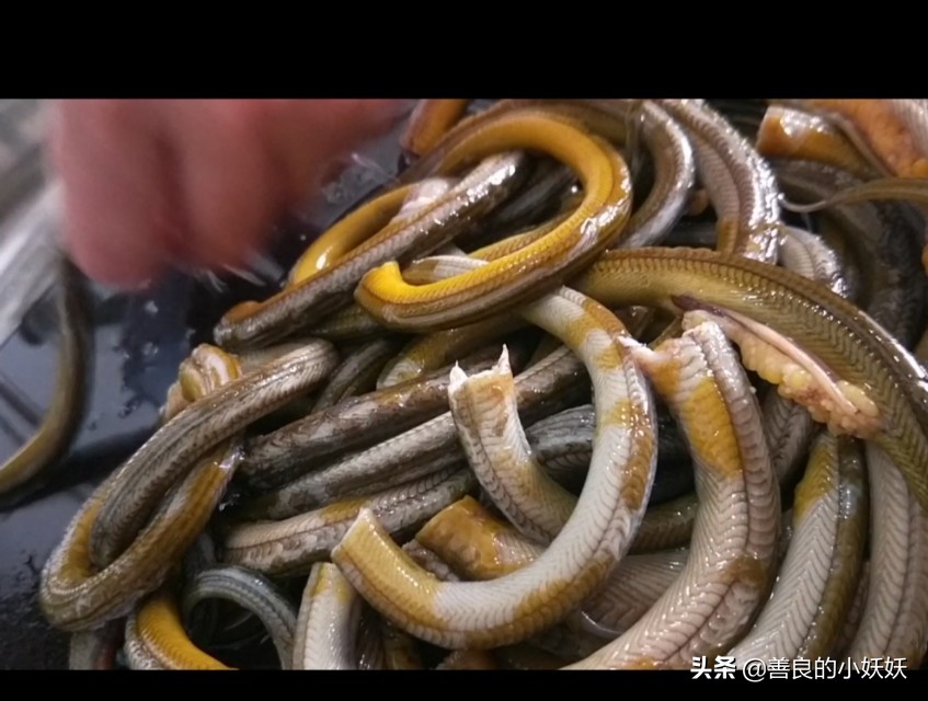 四川名菜盘龙黄鳝怎么烹制更好吃,野生黄鳝盘龙鳝的做法