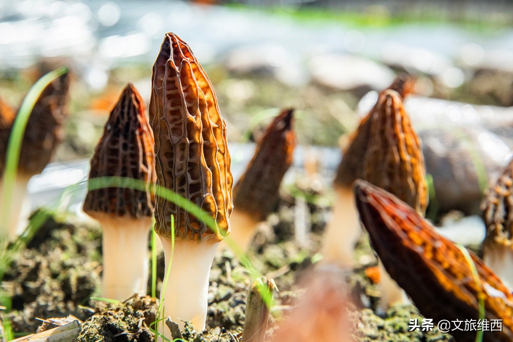 云南极边之城旅游攻略,云南不费脑的旅游攻略