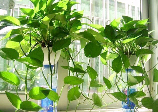 绿萝叶子没发黄但感觉奄奄一息,绿萝奄奄一息怎么救活