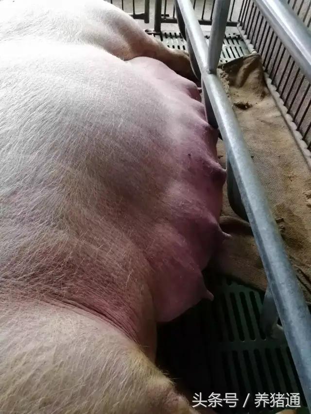 猪场猪病治疗,猪场消毒剂过敏怎么办