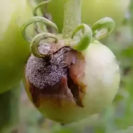 冬春大棚番茄病害怎么防治,番茄早春茬病虫害