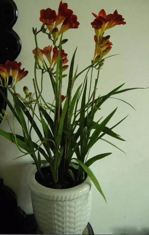 送给喜欢种花的人什么礼物,想养花却把花养死