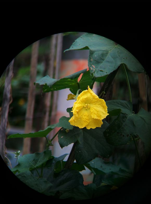 宾得1036望远镜怎么样,宾得ad1036wp好吗