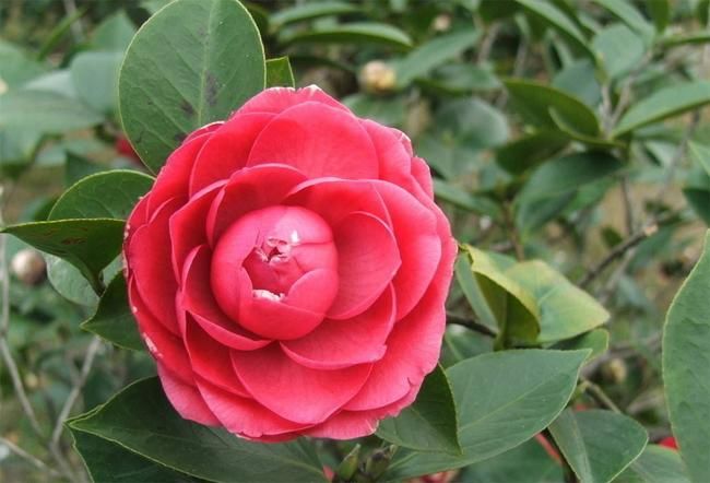 盘点史上最全中国各城市市花,中国各个地方的市花