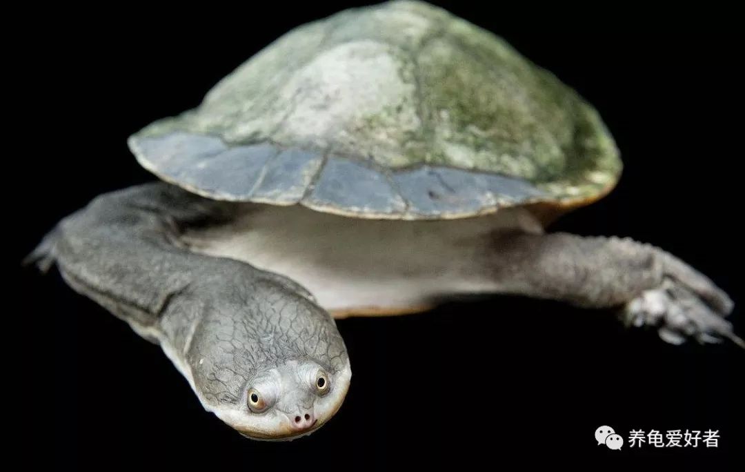 天气冷龟龟冬眠怎么办,龟不用加热棒怎么给龟加温
