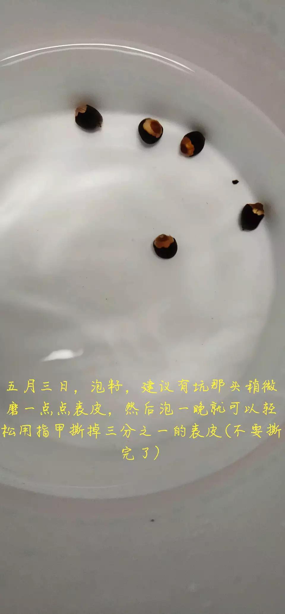 用种子栽培碗莲成长日记,碗莲与鱼在缸中栽培方法