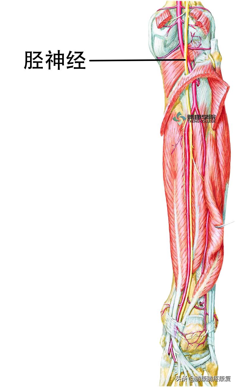 下肢常见神经损伤后表现