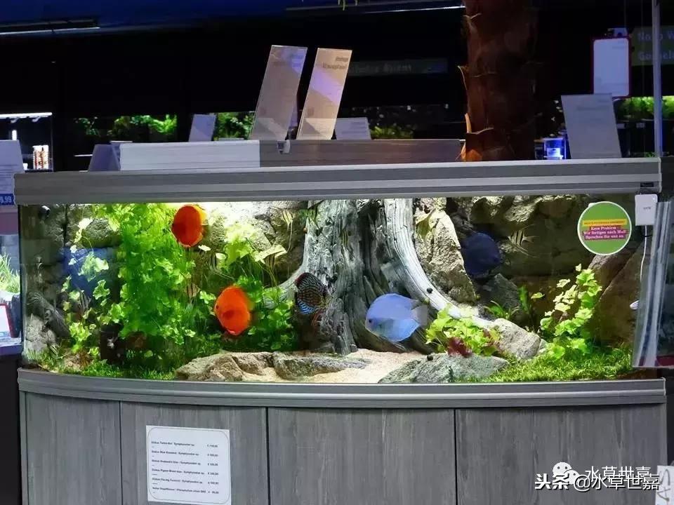 七彩神仙鱼水族箱布景,七彩神仙鱼苗繁殖技术