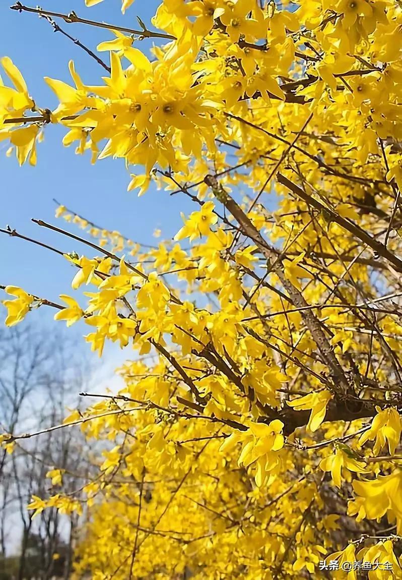一至十二月的花期,12月到2月份的花期