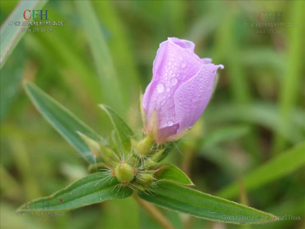 天香炉功效,中药材天香炉
