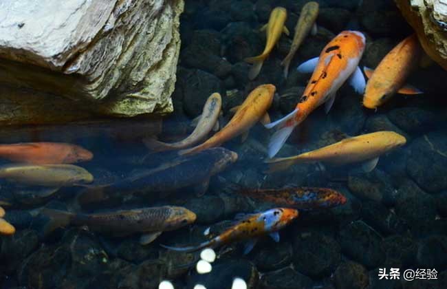 锦鲤养殖技术,锦鲤养殖技术全过程