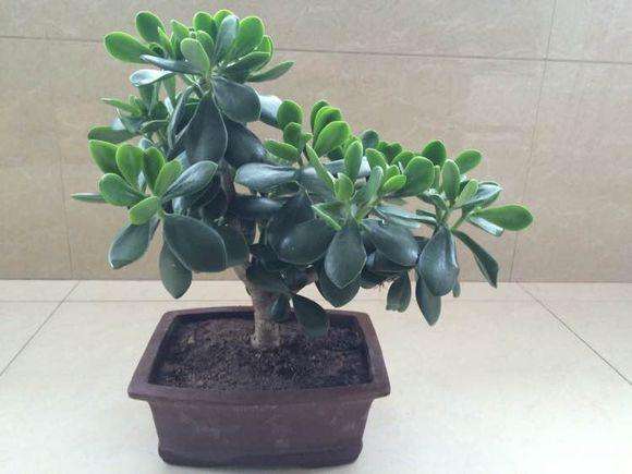 玉树黄叶快速治疗,玉树叶黄怎么补救最快