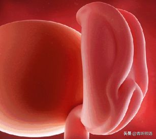 产检时间有什么讲究？医生从胚胎1周到40周成长史来解释原因。