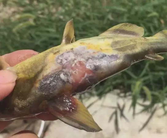 黄颡鱼出现烂身腐皮的原因是什么,水产养殖鱼出现烂身是什么原因