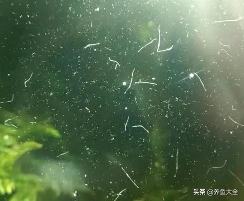 七彩神仙鱼鱼缸里有蛋白虫怎么除,鱼缸里的蛋白虫加温32度能清除吗