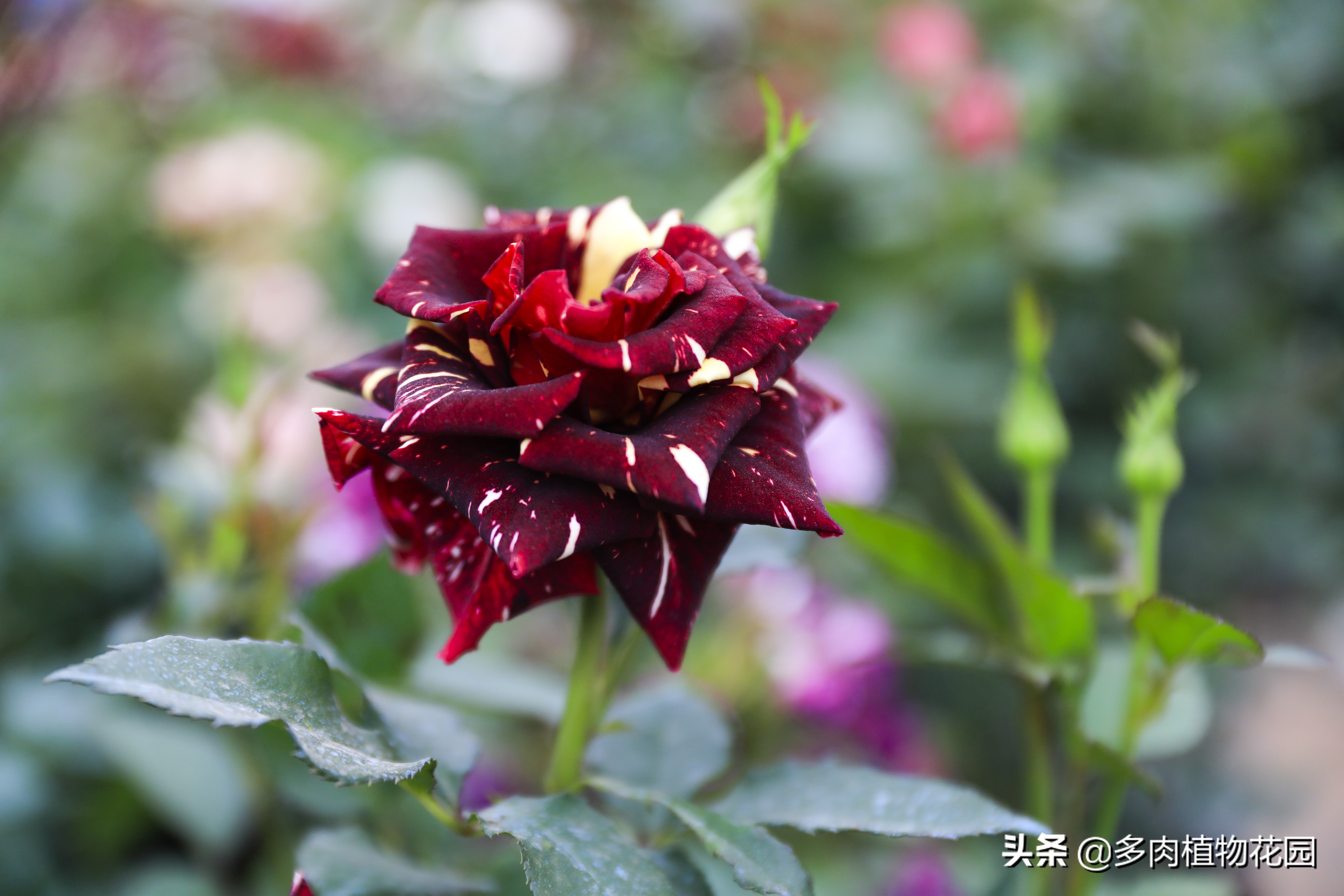 月季花霜霉病治疗方法,预防月季花霜霉病使用什么药