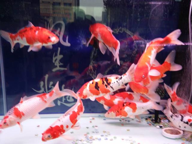 观赏鱼眼睛肿大身上白斑怎么治,鱼白点斑怎么治疗