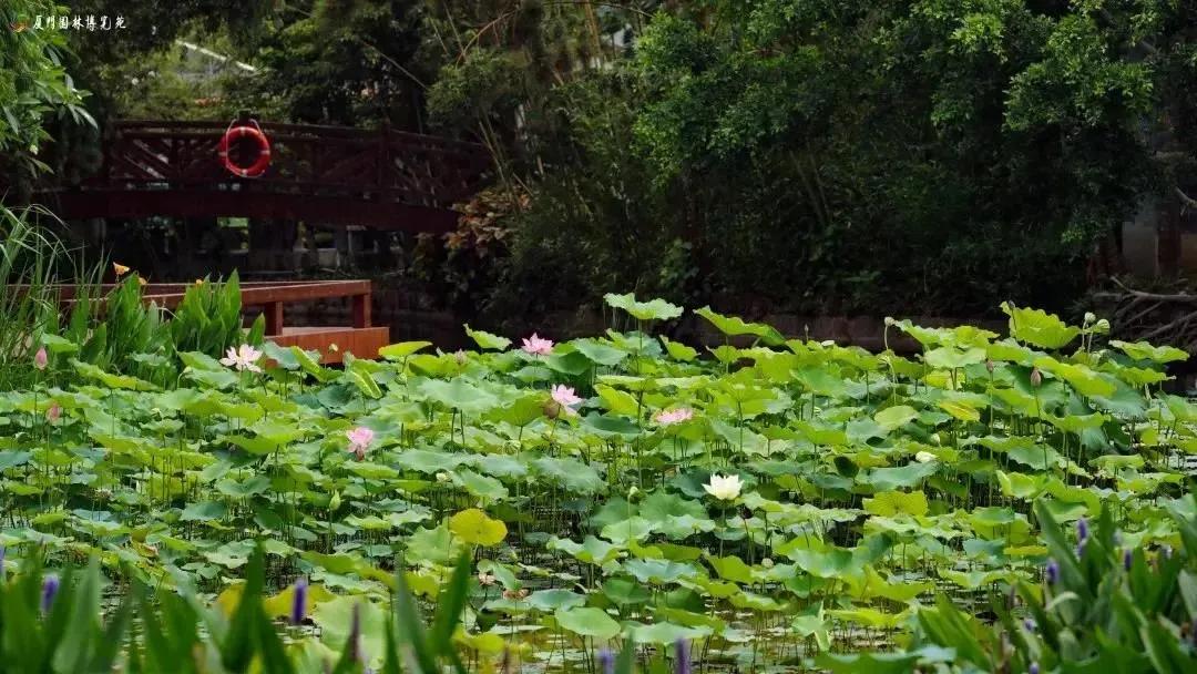 厦门看荷花哪里好,厦门荷花观赏地