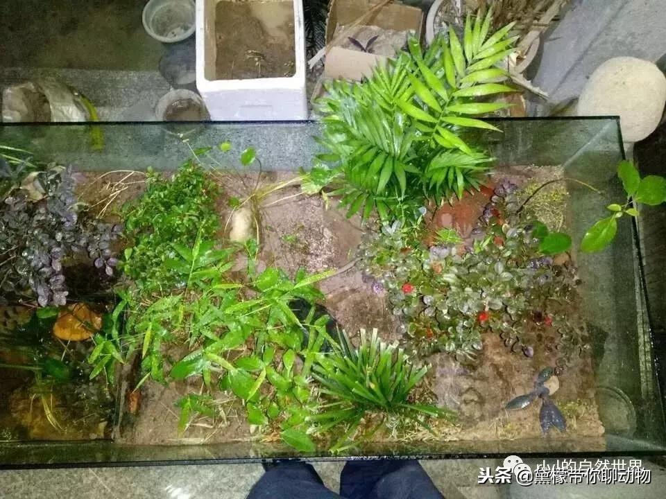 丛林造景黄缘龟池设计图大全,龟宝宝黄缘龟生态缸造景教程