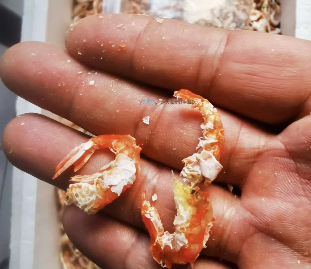烟台什么虾出名又好吃,烟台虾哪里好吃